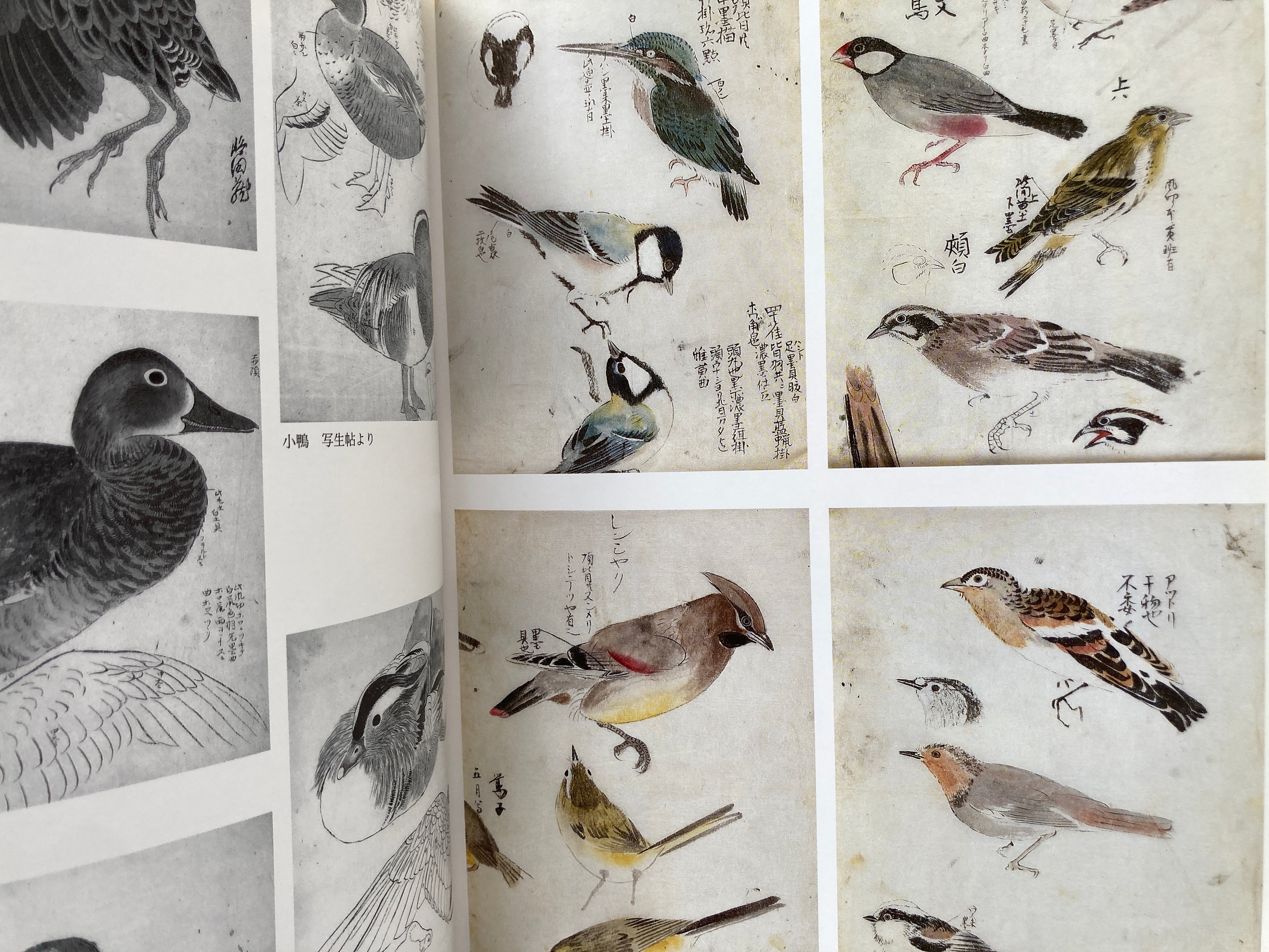 Landscapes and Plants: Maruyama School Sketch Collection Vol.3