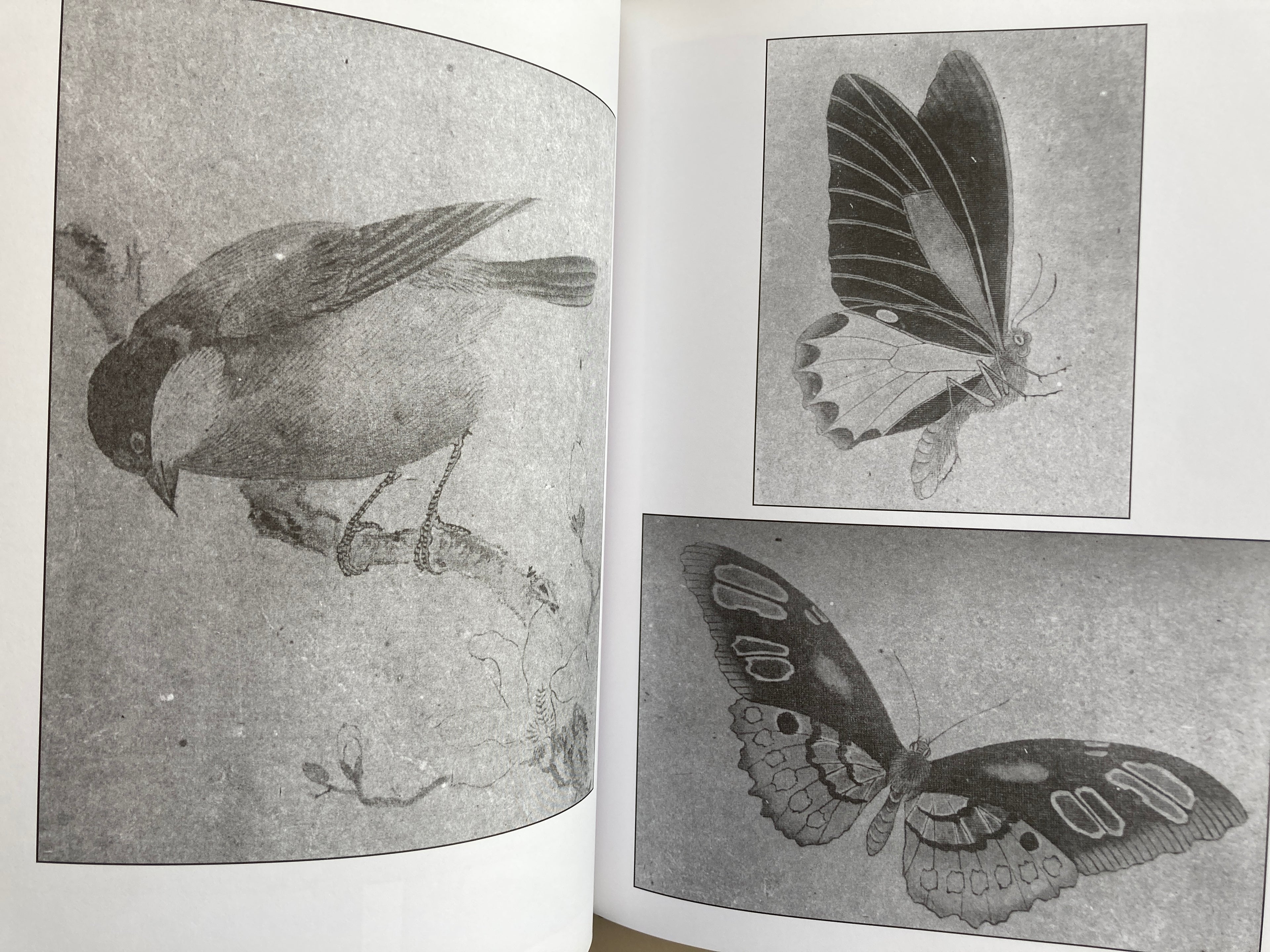 Beauty and Violence HORICHIYO Ambassador of the Japanese Tattoo