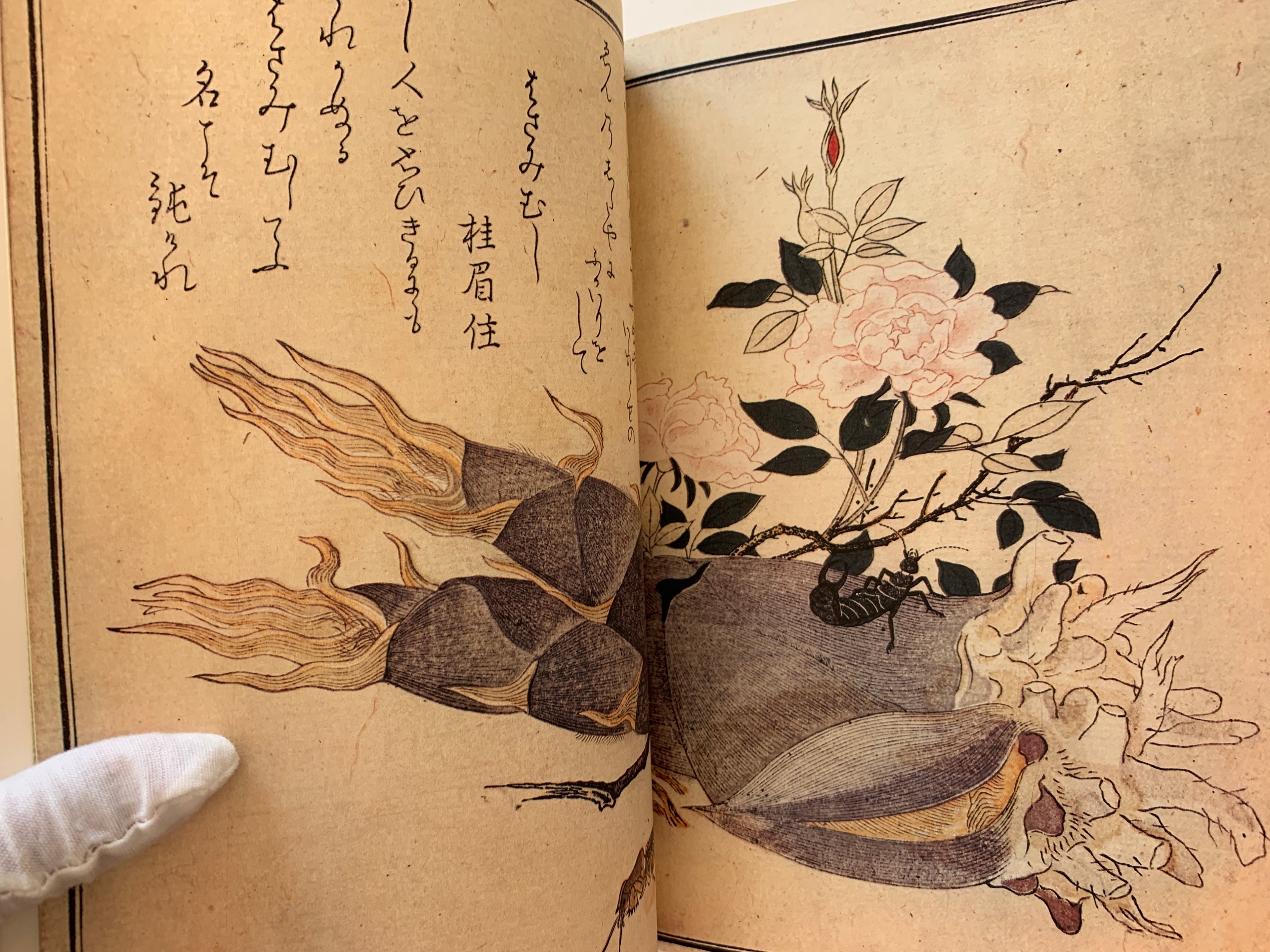 THE SUN - Special Issue De Luxe Edition: UTAMARO