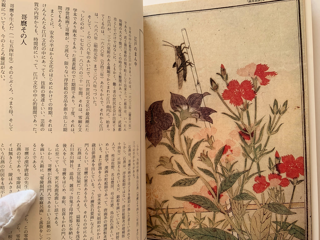 THE SUN - Special Issue De Luxe Edition: UTAMARO