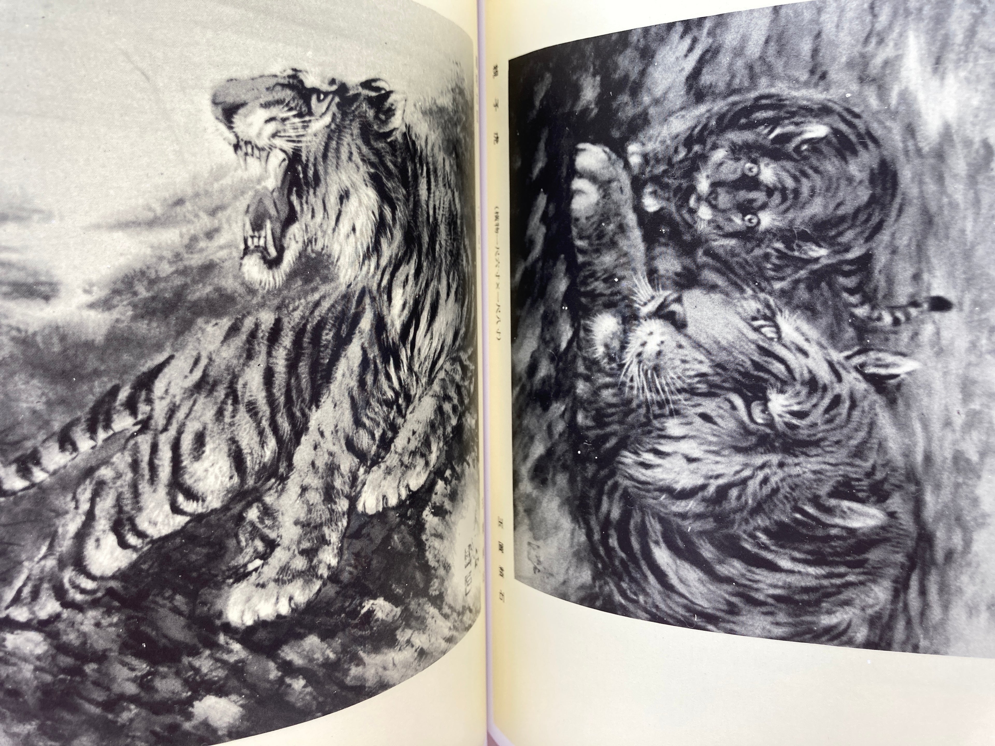 100 Phases of Furious Tiger